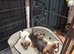 Jack Russell Puppies