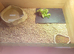 18 year old tortoise