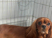 2 beautiful cavalier babies