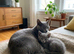 Stunning Russian Blue Type Kitten &ndash; Reserve Now (Ready in 4 Weeks)
