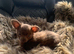 3 male chihuahua puppies left ready to leave now