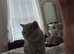 Bsh cat