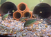 Breeding Adult XXL Corydoras Colony&rsquo;s for sale. All proven breeders!