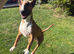 Rehome