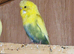 Breeding pair of budgies