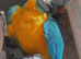 2 y/o female macaw & setup