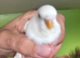 Baby budgies for sale