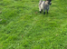 2 billy goats