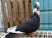 galati roller male