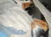GORGEOUS CALICO X GINGER KITTENS LOOKING FOR THEIR FOREVER HOMES! ️