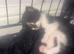 Beautiful kittens looking for a forever home