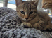 Pixie bob mixed kittens ready now