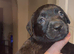 Mastador puppies