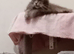 maine coon