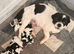 Lhasa apso boy for sale! Ready now.
