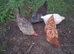 Hens looking for a home