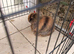 URGENT- 2 Rabbits to Rehome! (free)