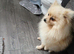 Male small pom