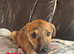 COLLIE X WHIPPET PUPPIES FOR SALE!