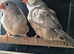 Black breasted fawn split orange breasted hens