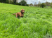 Working Cocker Spaniel at Stud (Proven)