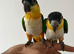 Ultra-Fun Pair of Black-Headed Caiques With Full Setup