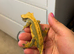 Crested Gecko - Proven Female Olive Harlequin / Partial Pinstripe