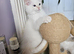 Fluffy, Friendly Ragdoll Kittens