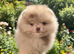 CHIAO LI YA plush merle beautiful lineage pomeranian