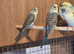 Blackwing budgies