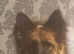 1 Year old King shepherd for re home