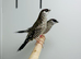 Cherry finches