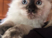 Beautiful ragdoll kittens ready now