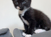 8 playful kittens - ready now