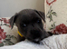 Puppy staff
