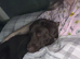 Chocolate Labrador