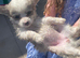 Chihuahua puppies for sale