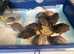 Quails