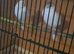 Harlequin canary pair
