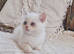 Persian x bsh kittens