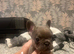 4 male French bulldogs