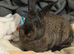 Mini lop