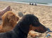 Beautiful Dachshund Puppies