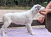 Well bred beautiful lurcher puppies