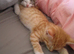 2 male 15 week old kittens
