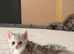 Male British shorthair kitten