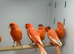 New color canaries