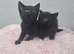 Beautiful kittens