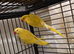 Ringneck parrots