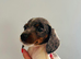 Adorable miniature daschunds puppies